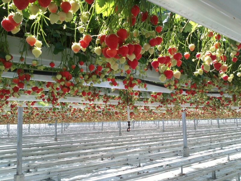 De Peelkroon - Berry Briljant Rob van Enckevort