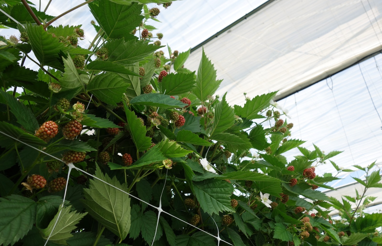 Kettingbrief #11 Ton Habraken