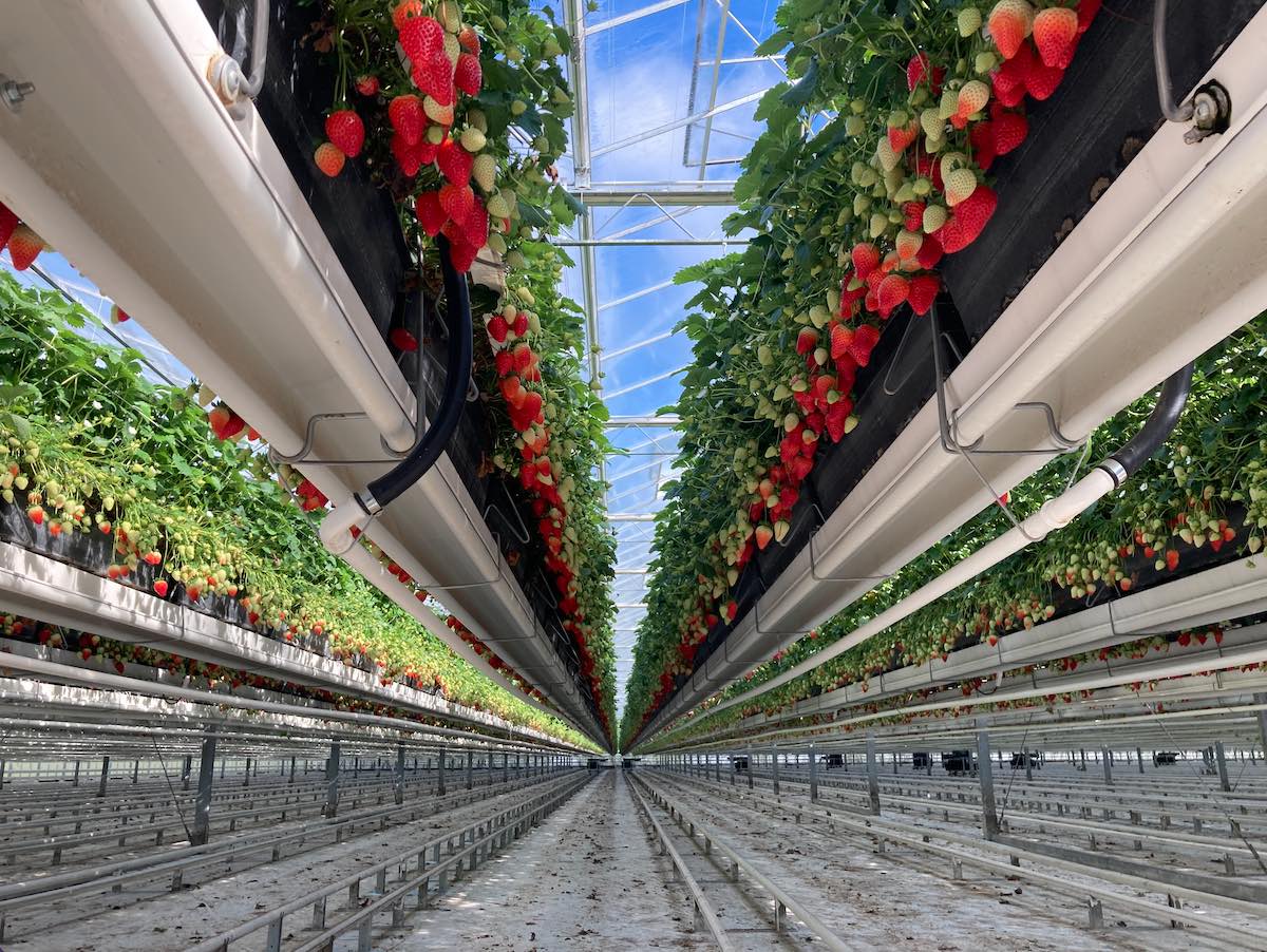 Kettingbrief #15 Fred Odenkirchen